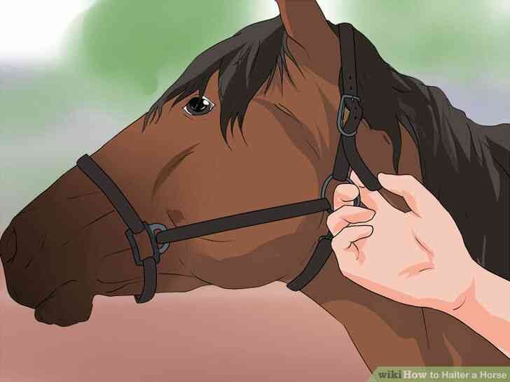 Image intitulée Licol Cheval Étape 9